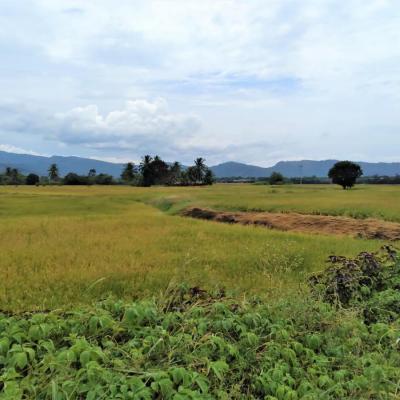 VENTA DE TERRENO DE 60 HAS. EN SAN MARTÍN